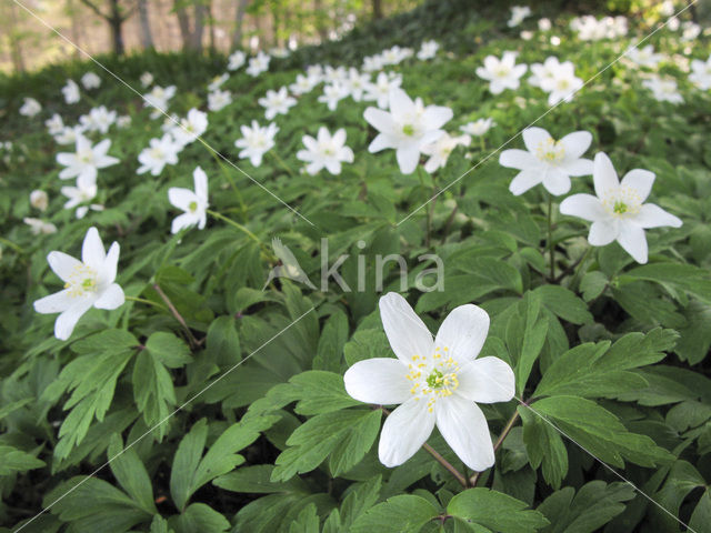 Bosanemoon (Anemone nemorosa)