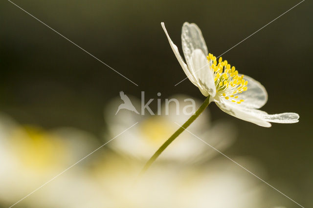 Bosanemoon (Anemone nemorosa)