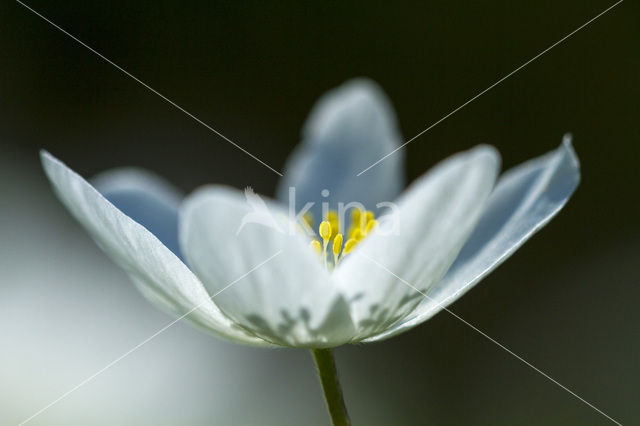 Wood Anemone (Anemone nemorosa)