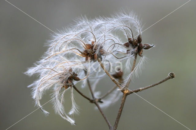 Bosrank (Clematis vitalba)