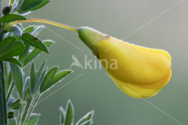 Brem (Cytisus scoparius)