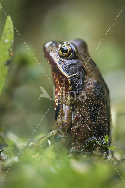 Bruine kikker (Rana temporaria)