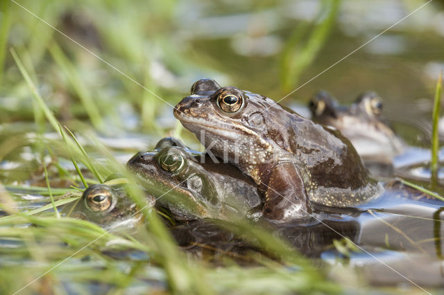 Bruine kikker (Rana temporaria)