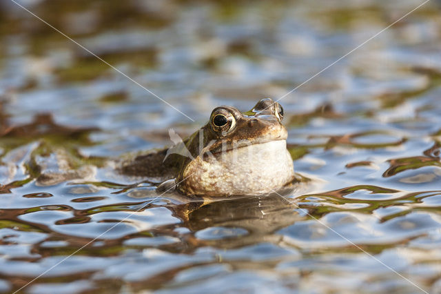 Bruine kikker (Rana temporaria)