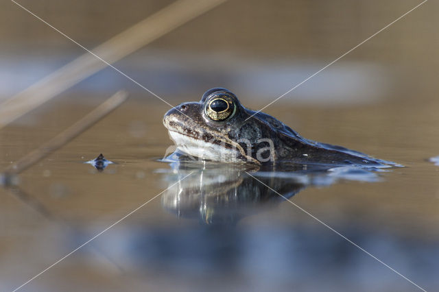 Common Frog (Rana temporaria)