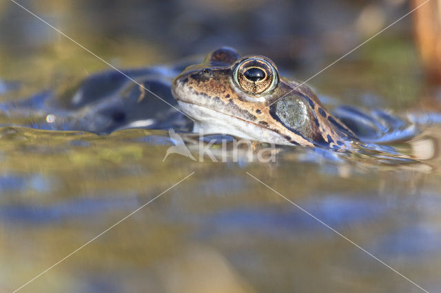 Bruine kikker (Rana temporaria)