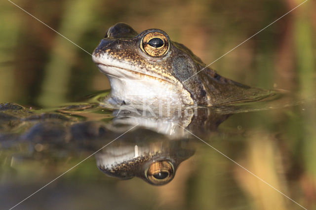 Bruine kikker (Rana temporaria)