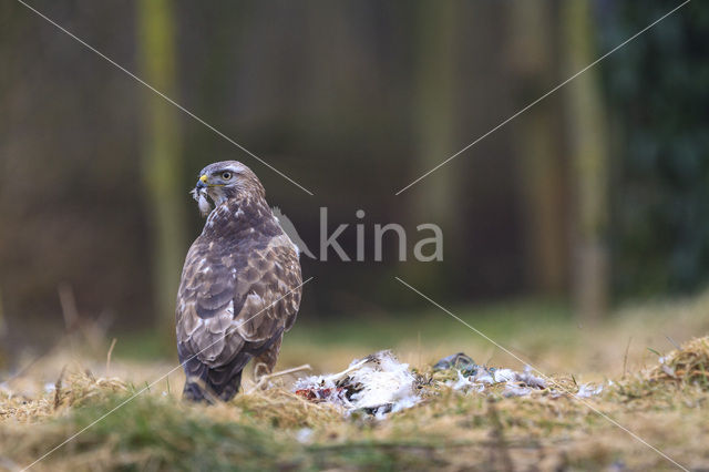 Buizerd (Buteo buteo)