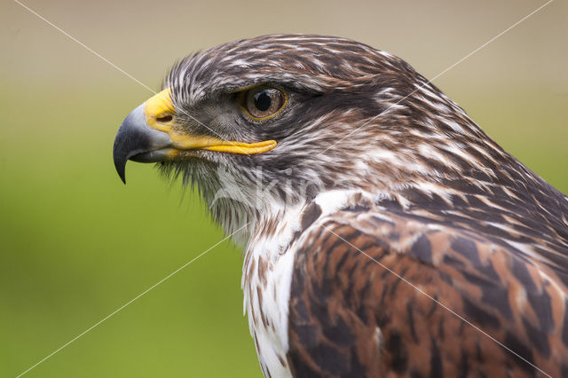 Buizerd (Buteo buteo)