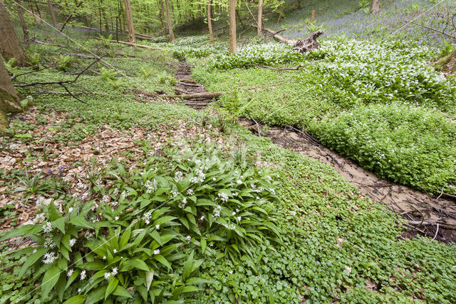 Daslook (Allium ursinum)