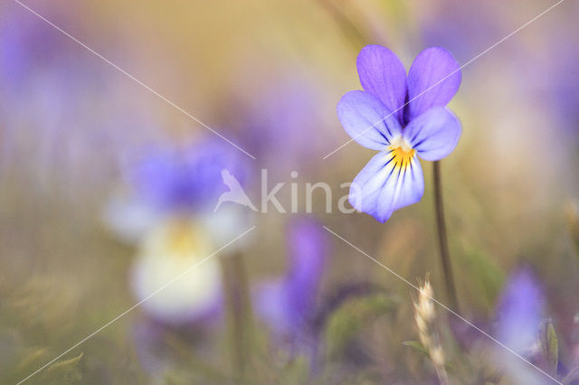 Duinviooltje (Viola curtisii)