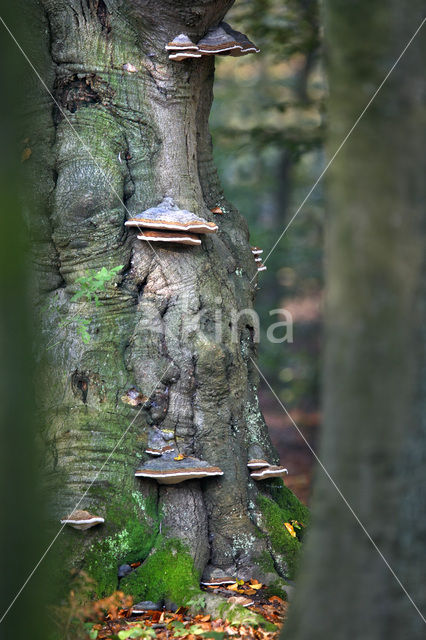 Echte tonderzwam (Fomes fomentarius)