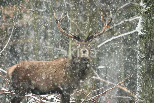 Edelhert (Cervus elaphus)