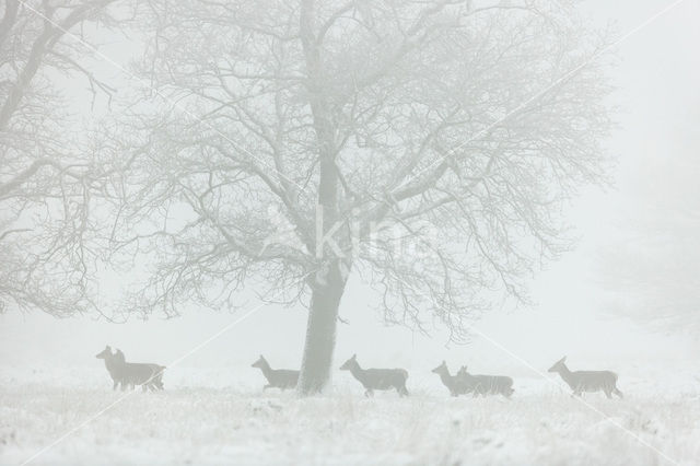 Edelhert (Cervus elaphus)