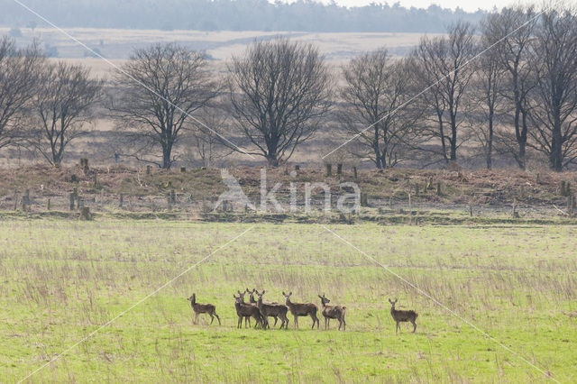 Edelhert (Cervus elaphus)