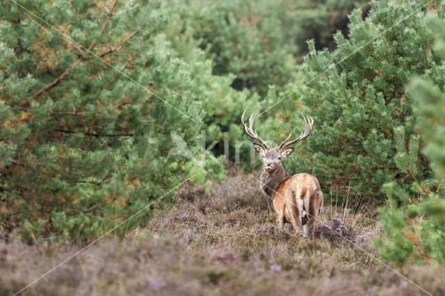 Edelhert (Cervus elaphus)