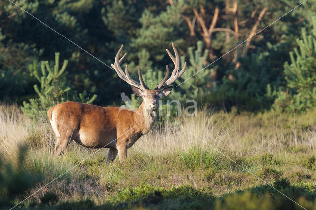 Red Deer (Cervus elaphus)