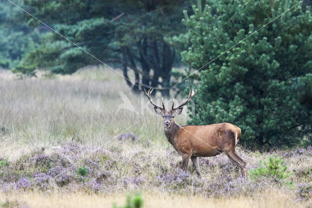 Edelhert (Cervus elaphus)