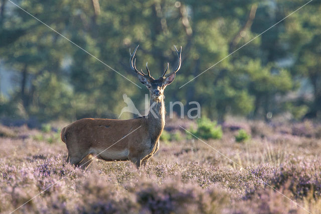 Edelhert (Cervus elaphus)