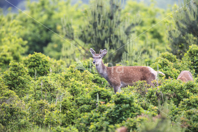 Edelhert (Cervus elaphus)