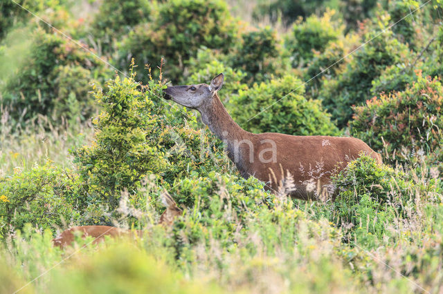 Edelhert (Cervus elaphus)