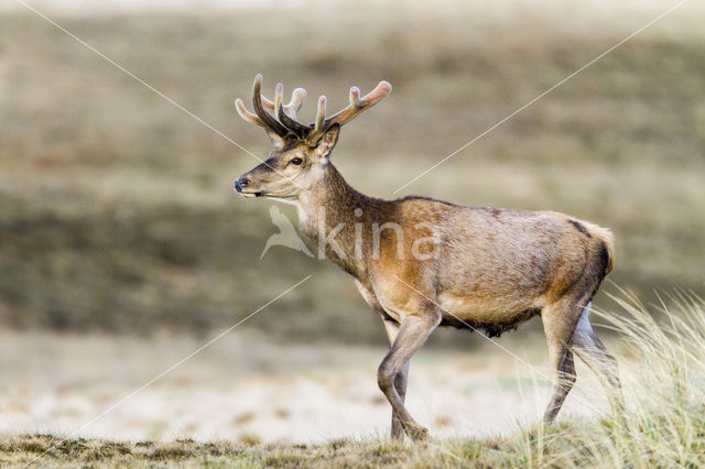 Edelhert (Cervus elaphus)