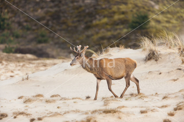 Red Deer (Cervus elaphus)