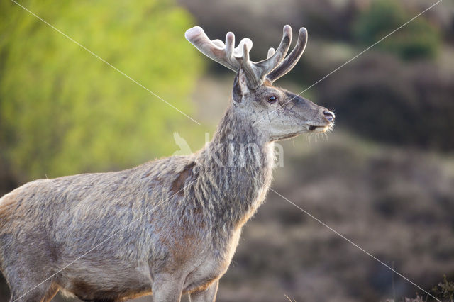 Red Deer (Cervus elaphus)