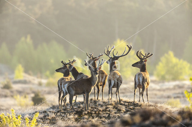 Red Deer (Cervus elaphus)