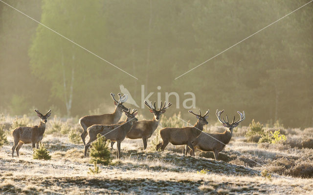 Red Deer (Cervus elaphus)