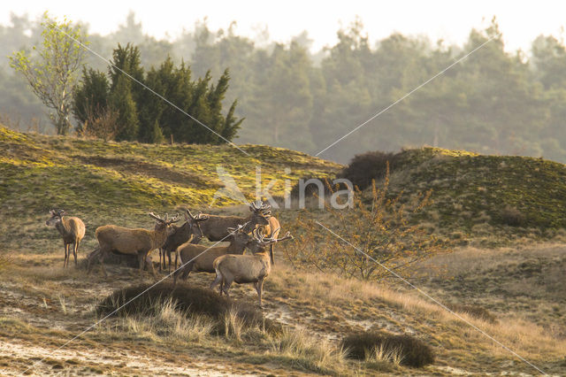 Red Deer (Cervus elaphus)