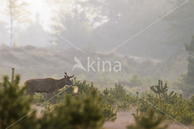 Red Deer (Cervus elaphus)