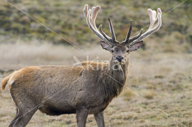 Red Deer (Cervus elaphus)