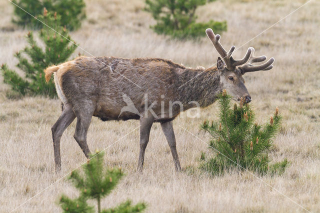 Red Deer (Cervus elaphus)