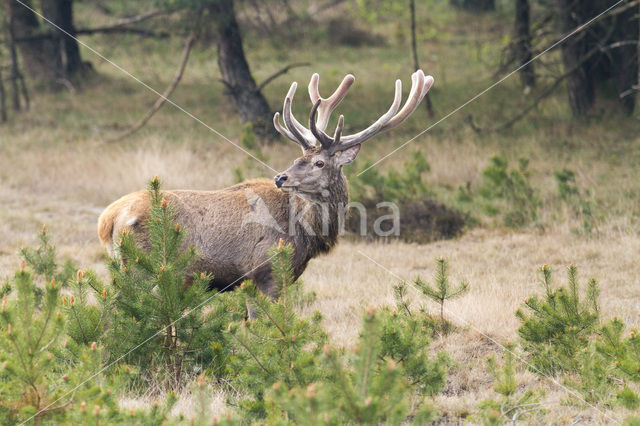 Red Deer (Cervus elaphus)