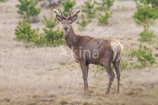 Red Deer (Cervus elaphus)