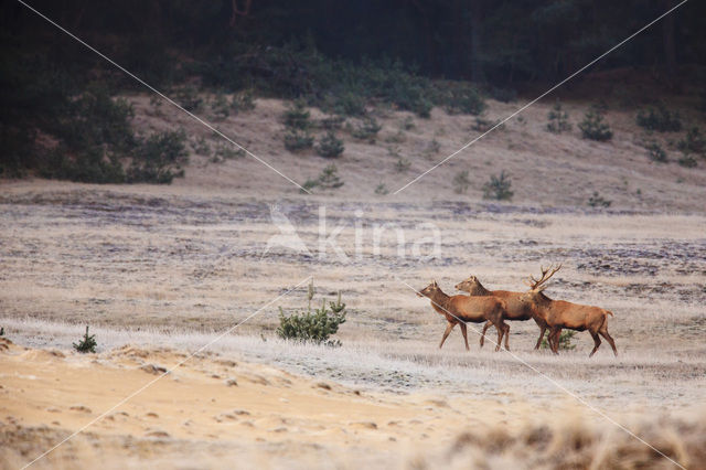 Edelhert (Cervus elaphus)