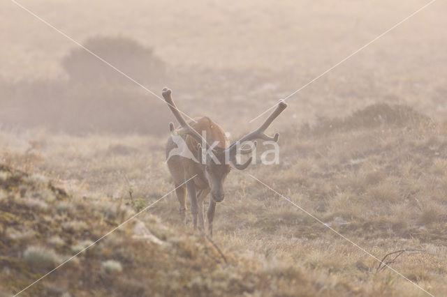 Red Deer (Cervus elaphus)