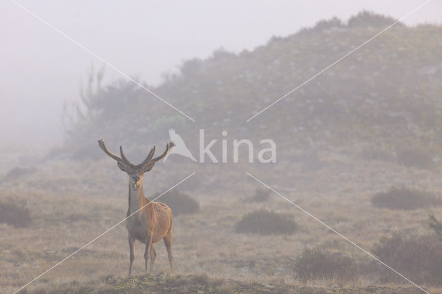 Red Deer (Cervus elaphus)