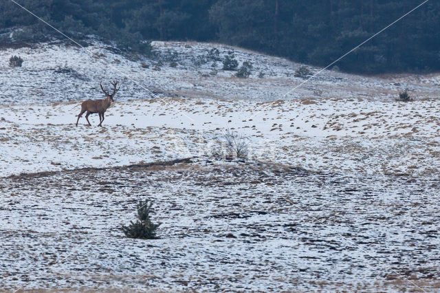 Edelhert (Cervus elaphus)