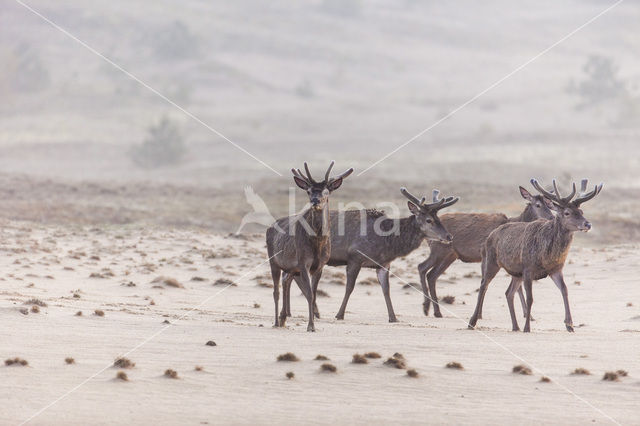 Red Deer (Cervus elaphus)