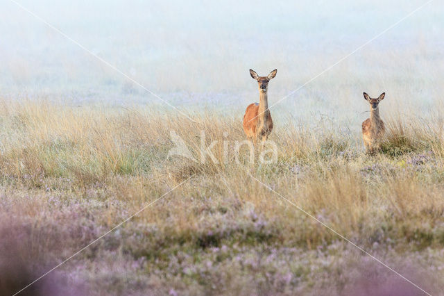 Edelhert (Cervus elaphus)