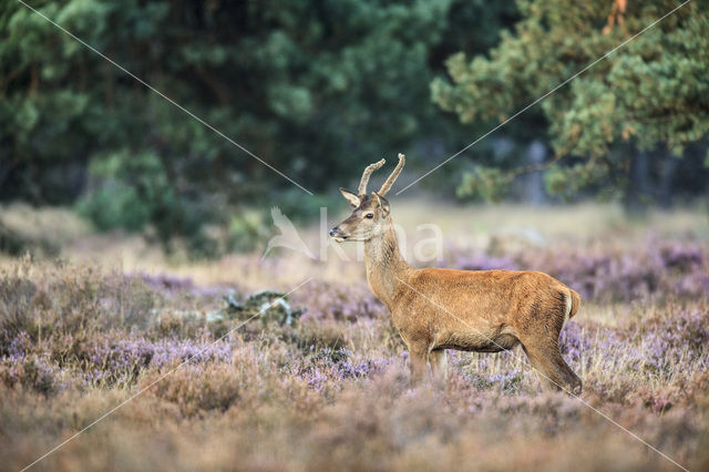 Edelhert (Cervus elaphus)