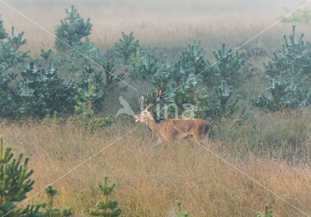 Edelhert (Cervus elaphus)