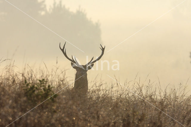 Edelhert (Cervus elaphus)