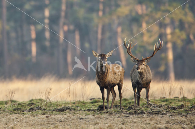 Edelhert (Cervus elaphus)