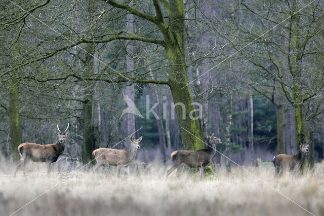 Edelhert (Cervus elaphus)