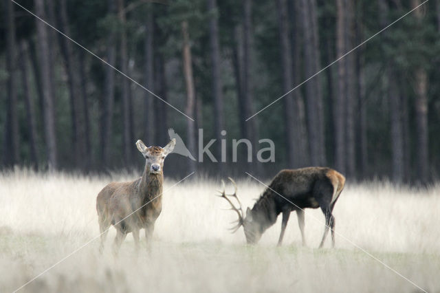 Edelhert (Cervus elaphus)