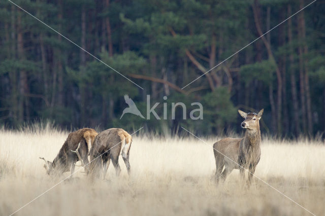 Edelhert (Cervus elaphus)