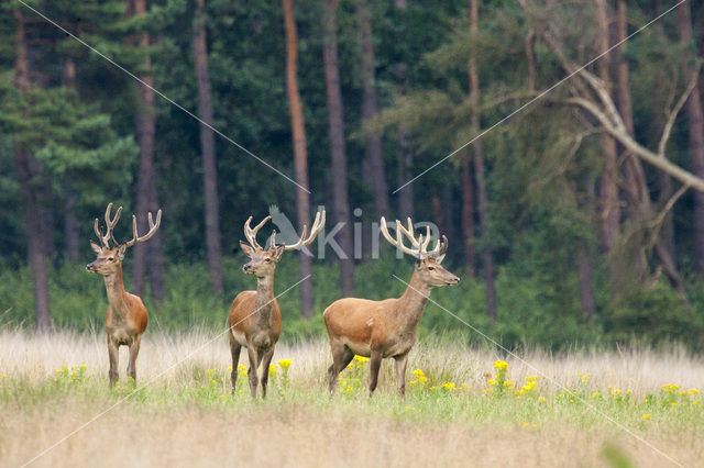 Red Deer (Cervus elaphus)